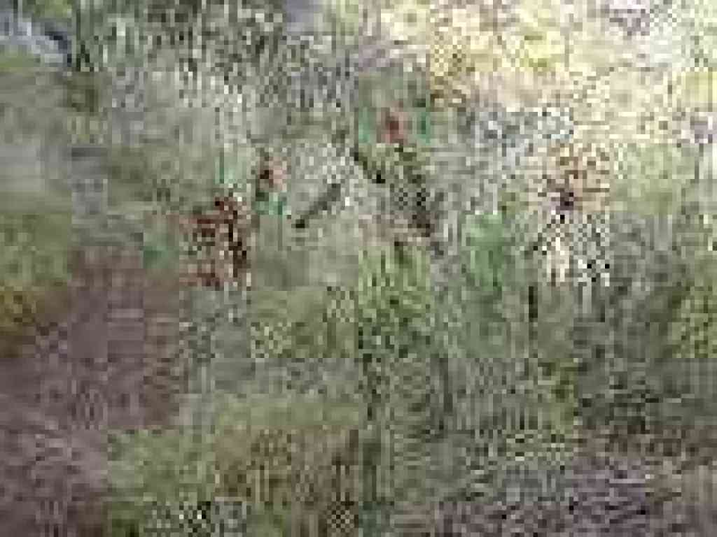 Ladybugs