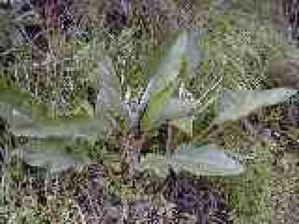Hound's tongue