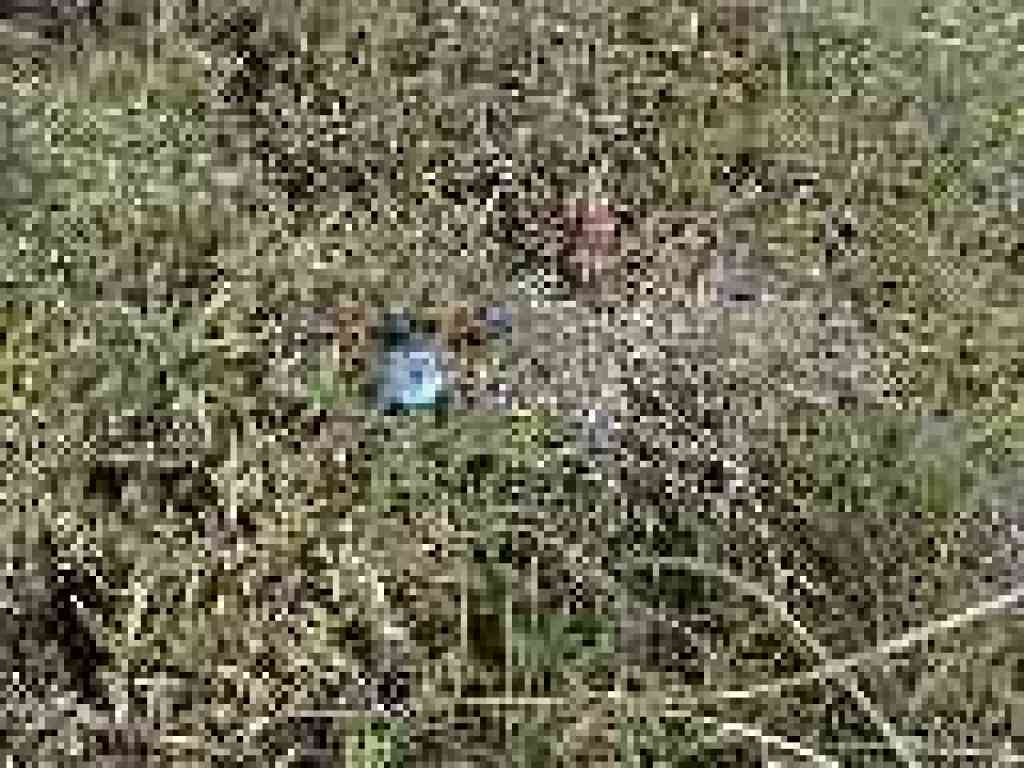 Lil' blue flower