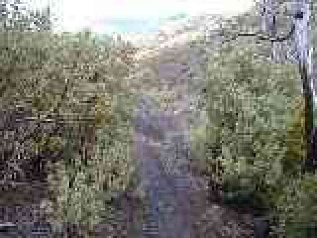Manzanitas line the trail