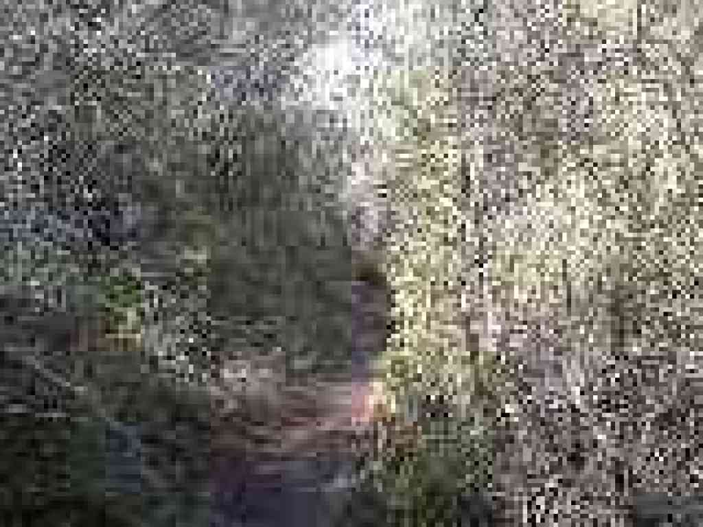 Thick vegetation crowds the trail
