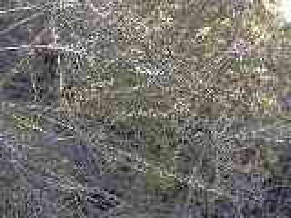 Chamise