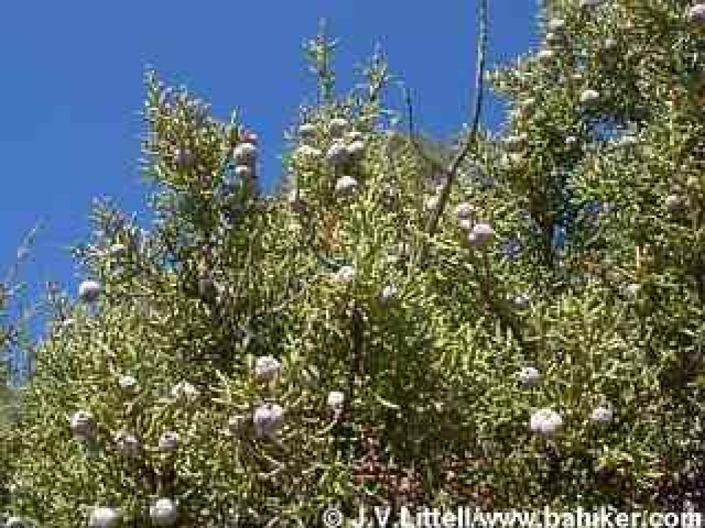 California juniper photo