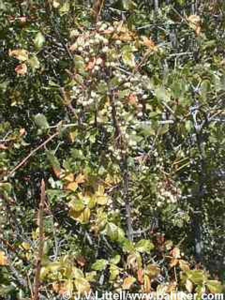 Poison oak photo