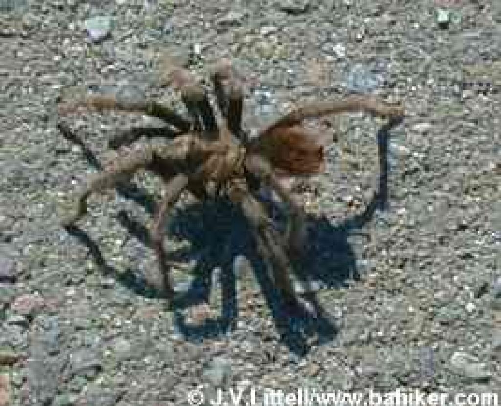 Tarantula at Mount Diablo