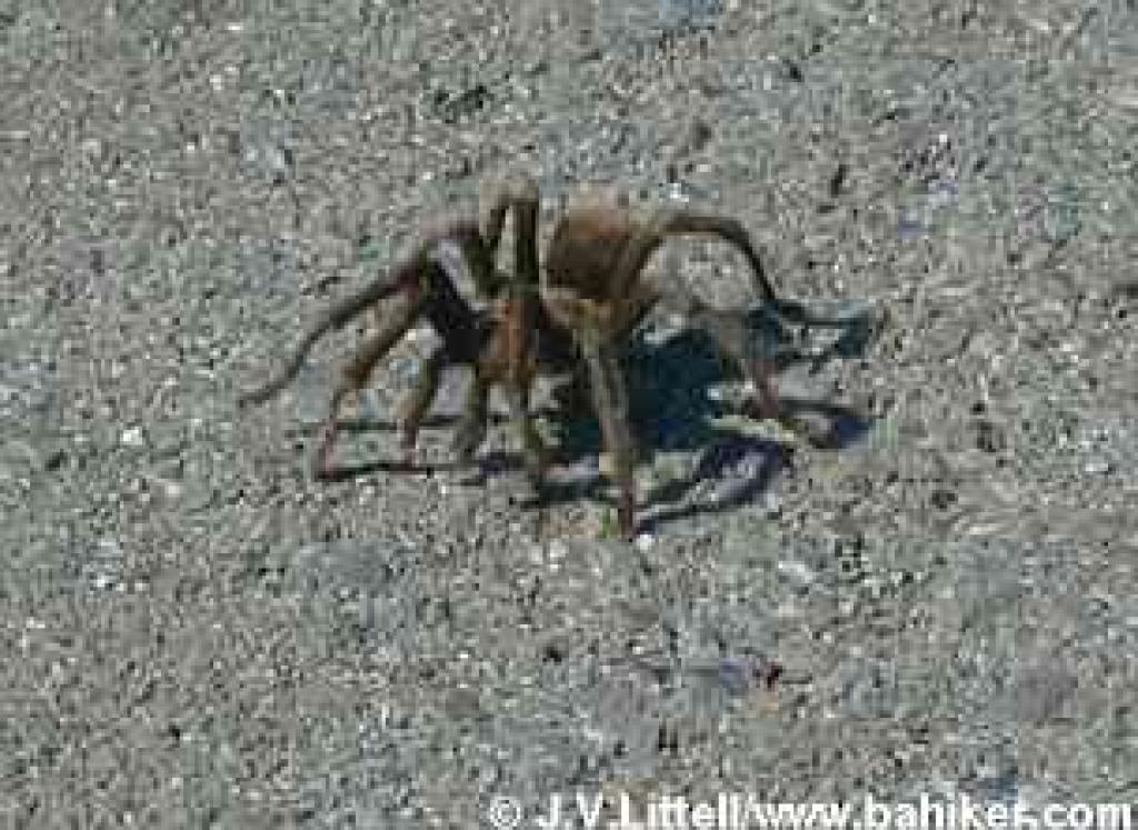 Tarantula on the road at Mount Diablo