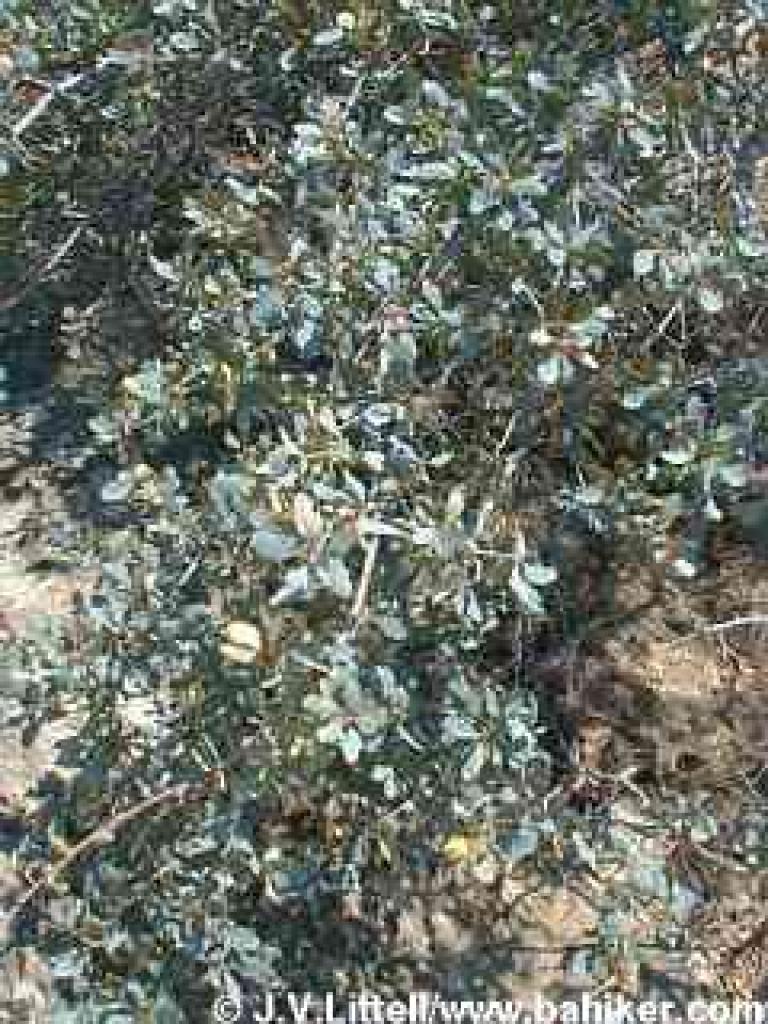 Blue oak photo