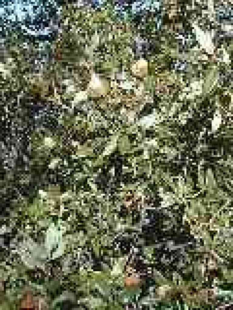 Canyon live oak
