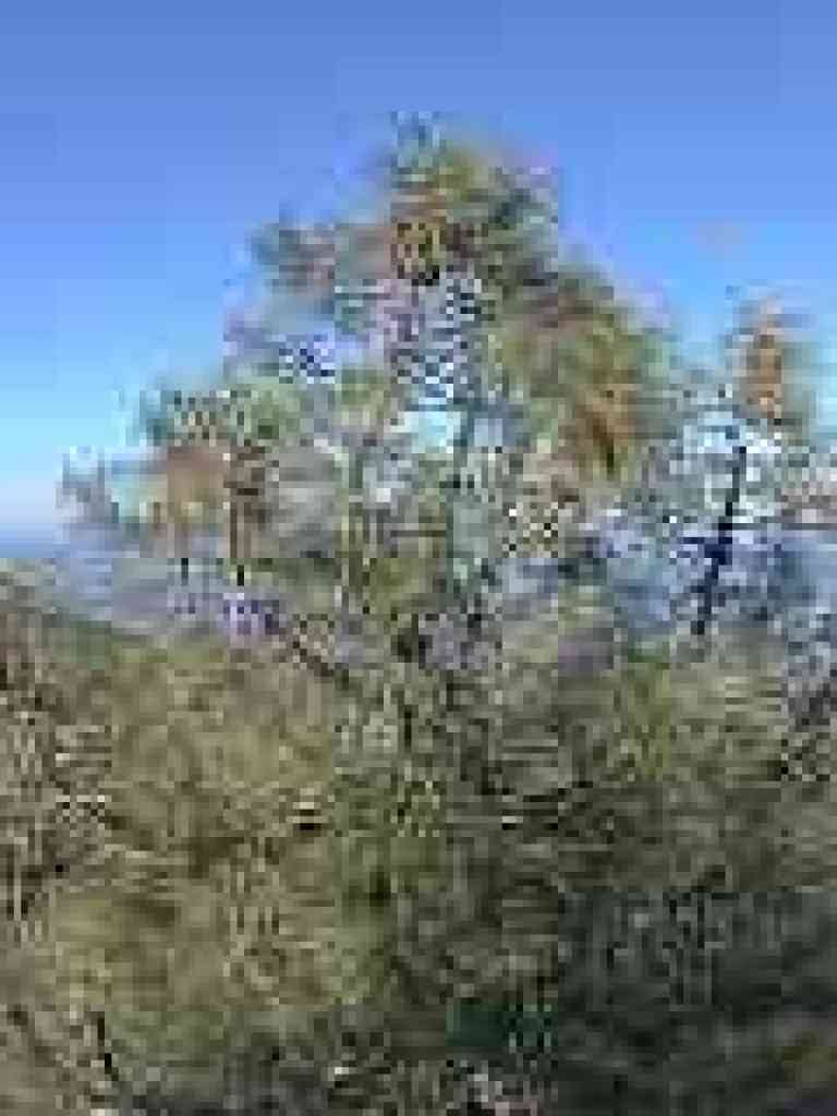 Pine