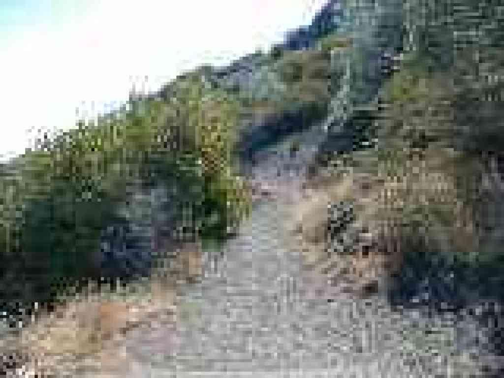 Continuation of Fire Interpretive Trail