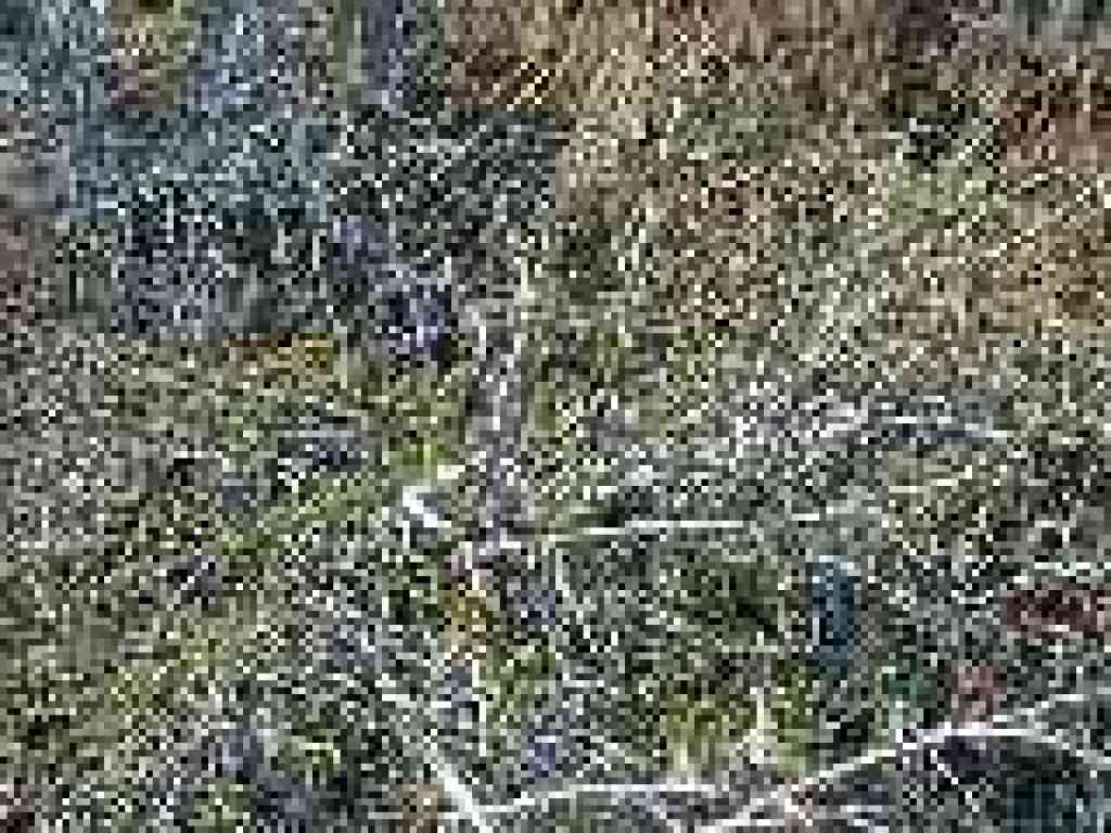 Ceanothus