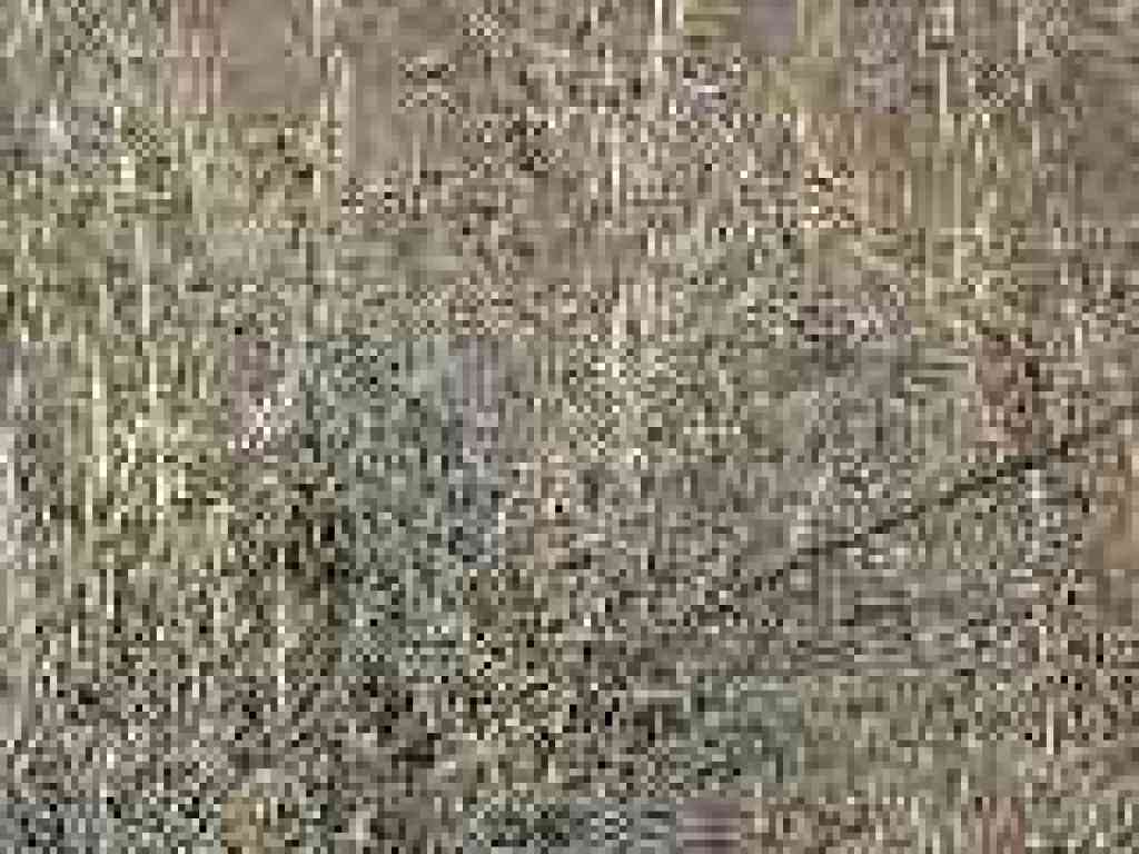 Tiny flowers blooming in dry grass
