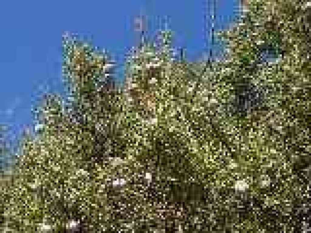 Juniper close up