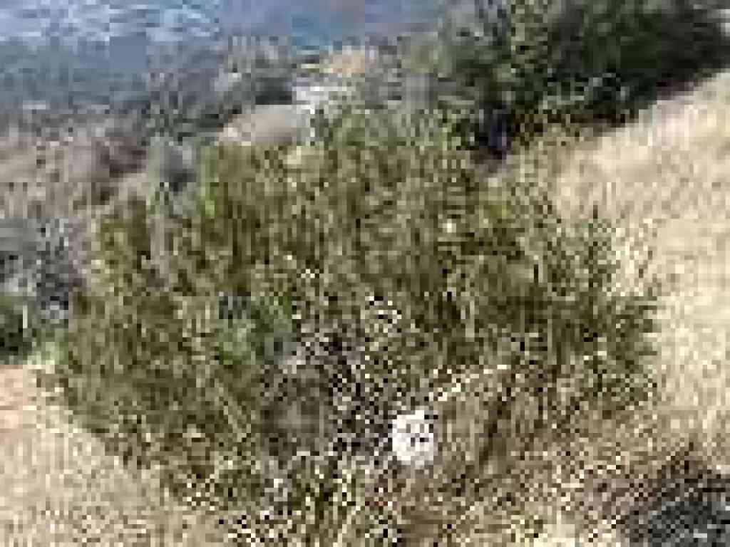 Juniper