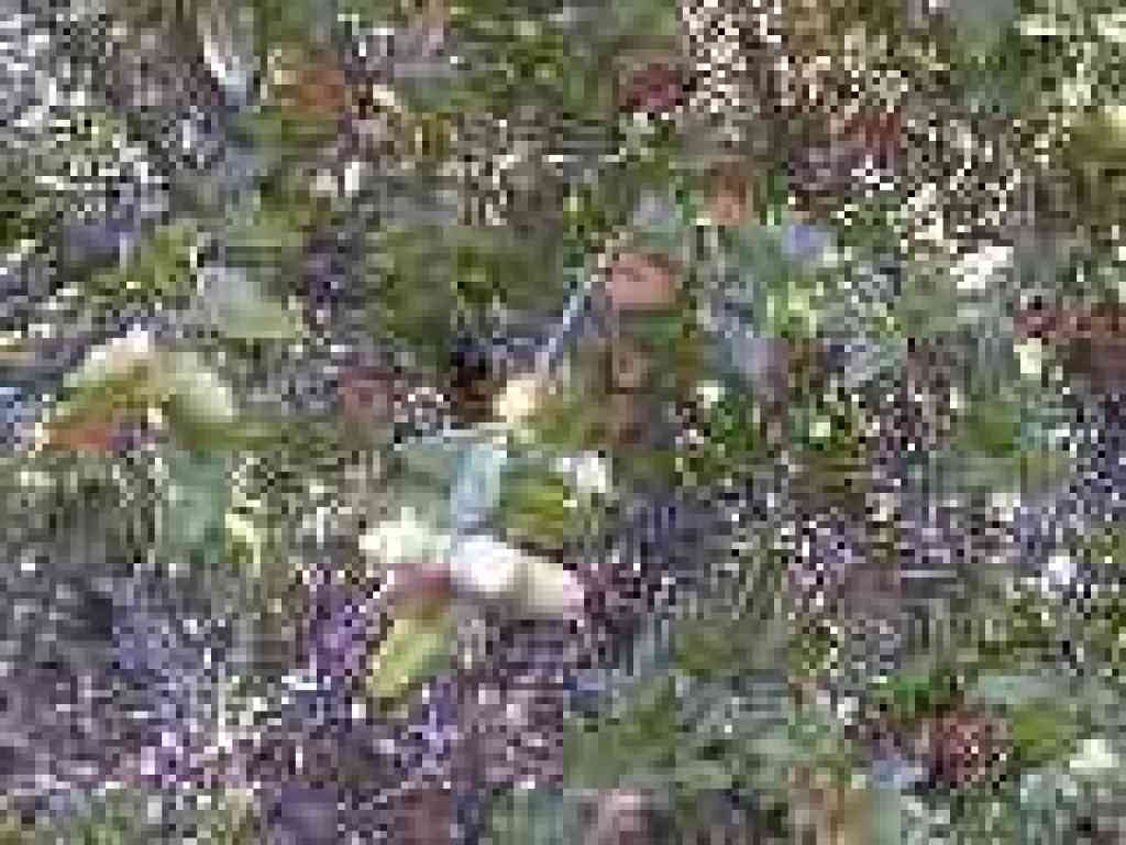 Canyon live oak
