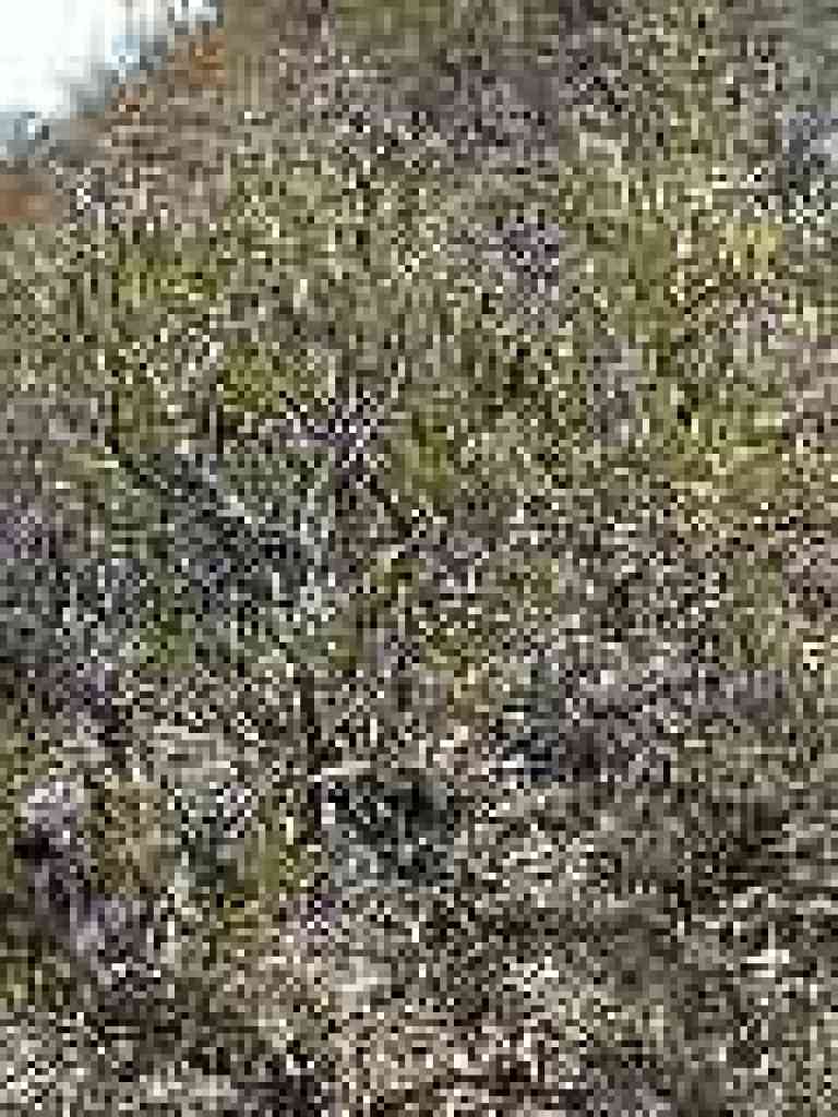 Yerba santa