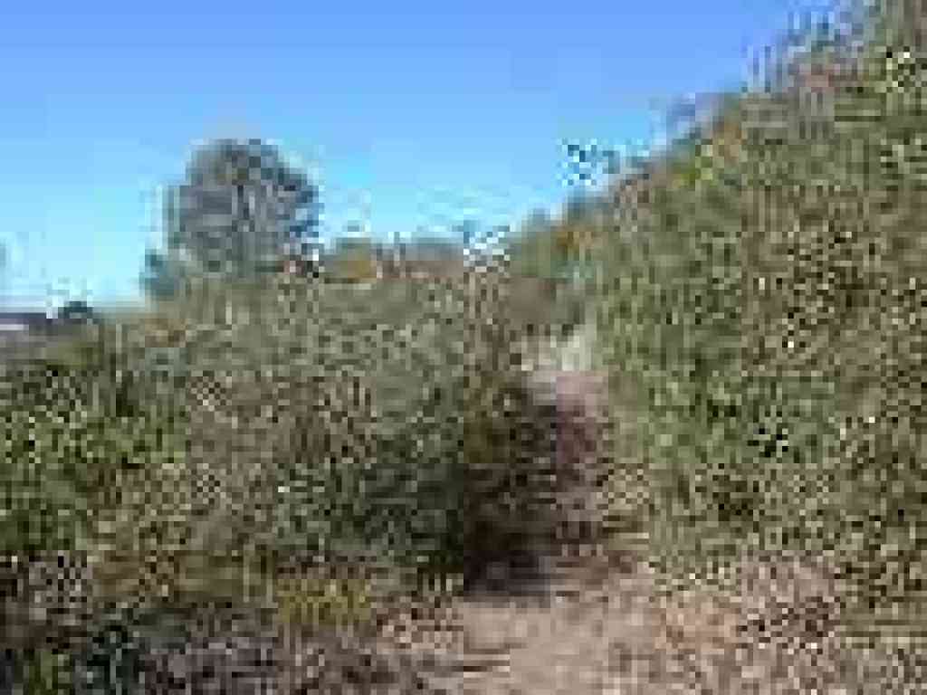 Last stretch of trail