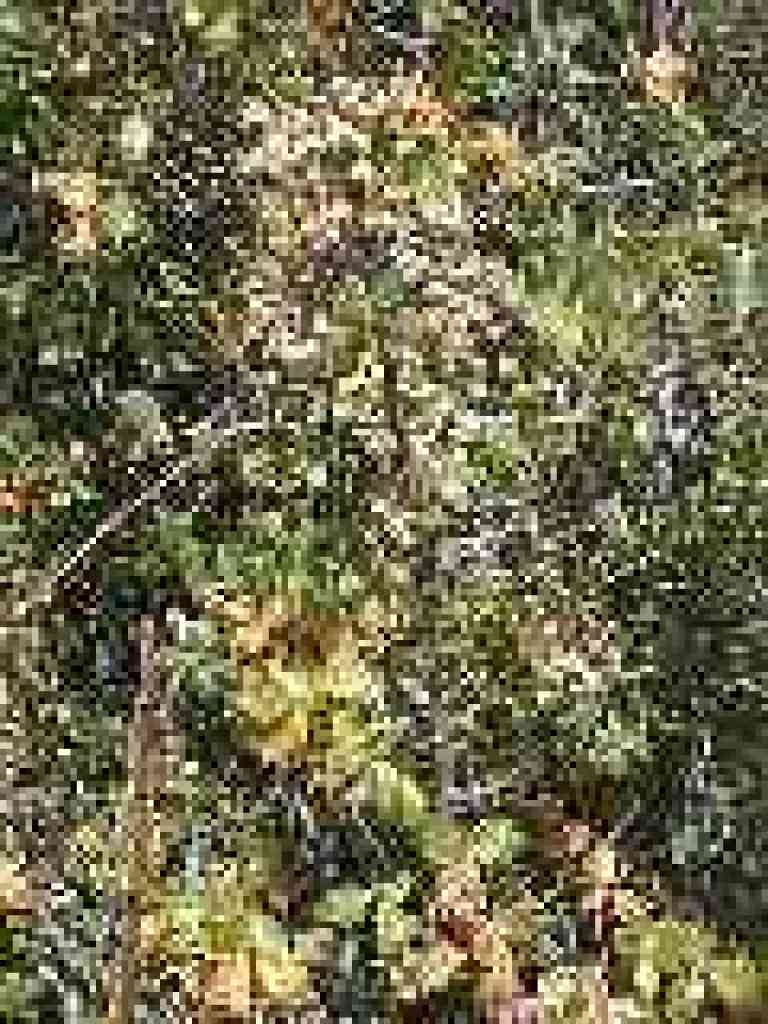 Poison oak