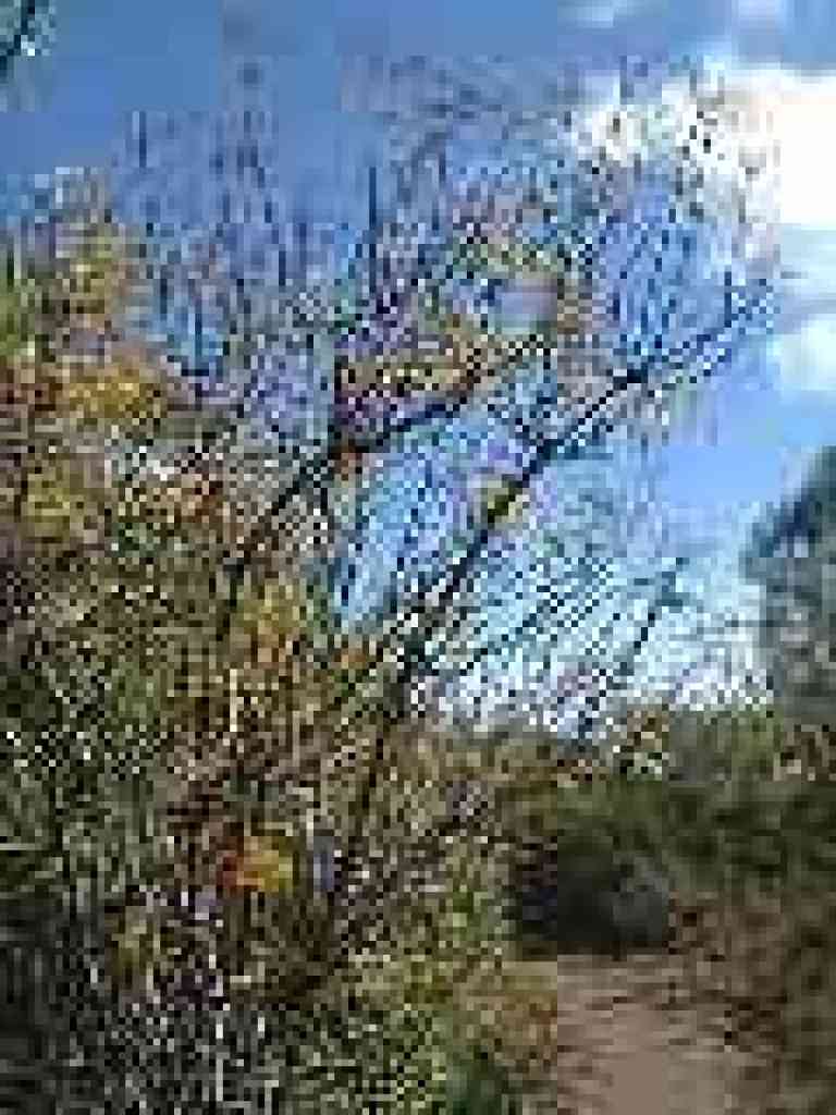 Blue elderberry