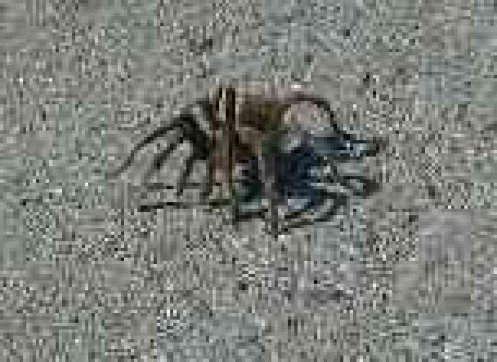 Tarantula