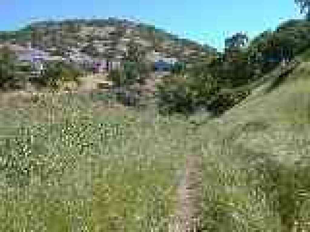 Overgrown