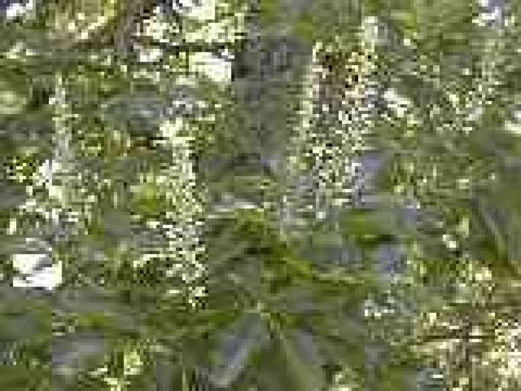 Buckeye