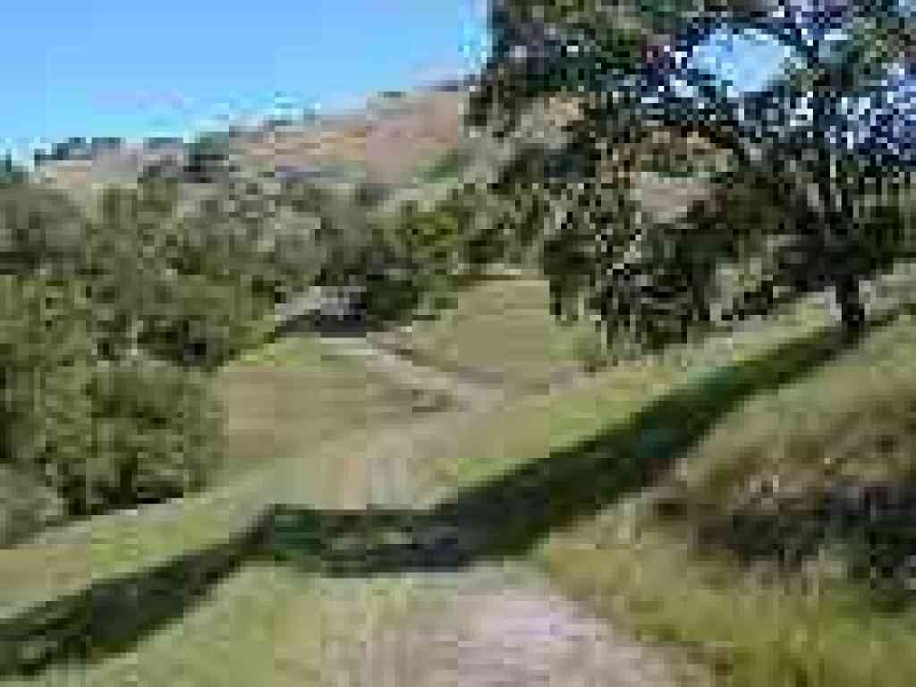 Alamo Trail