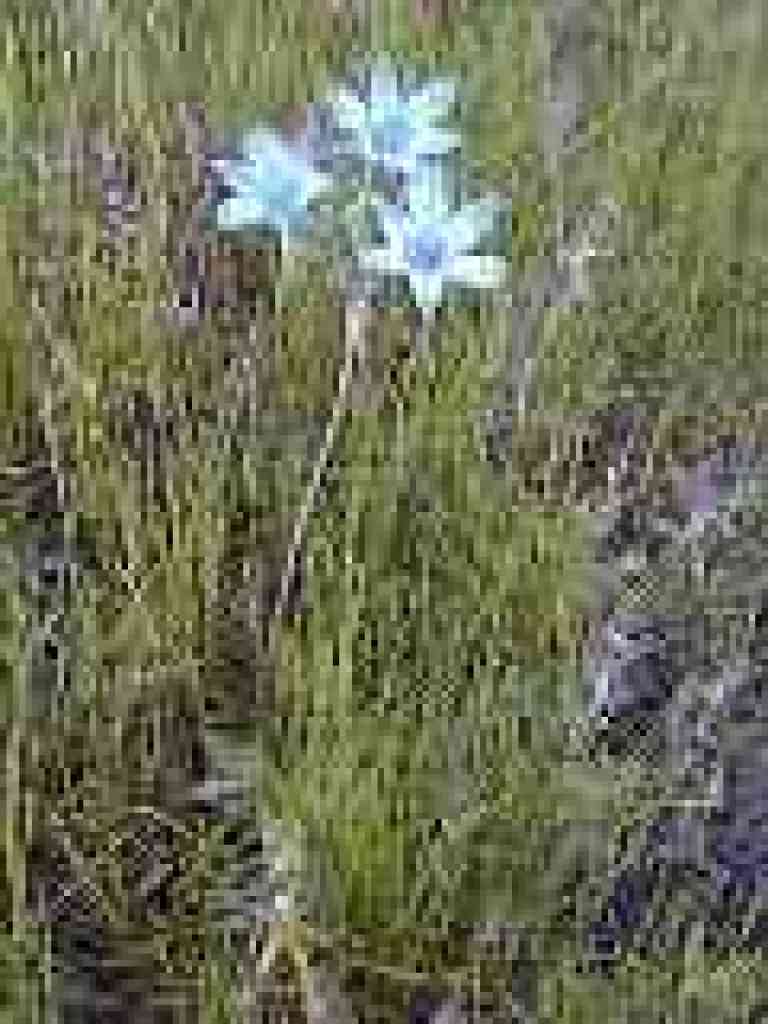 Ithuriel's spear