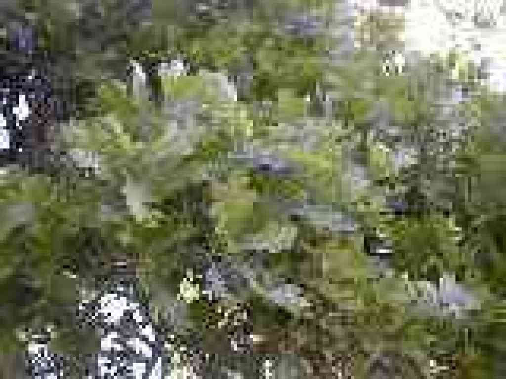 Valley oak