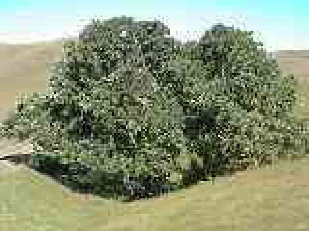 Valley oak