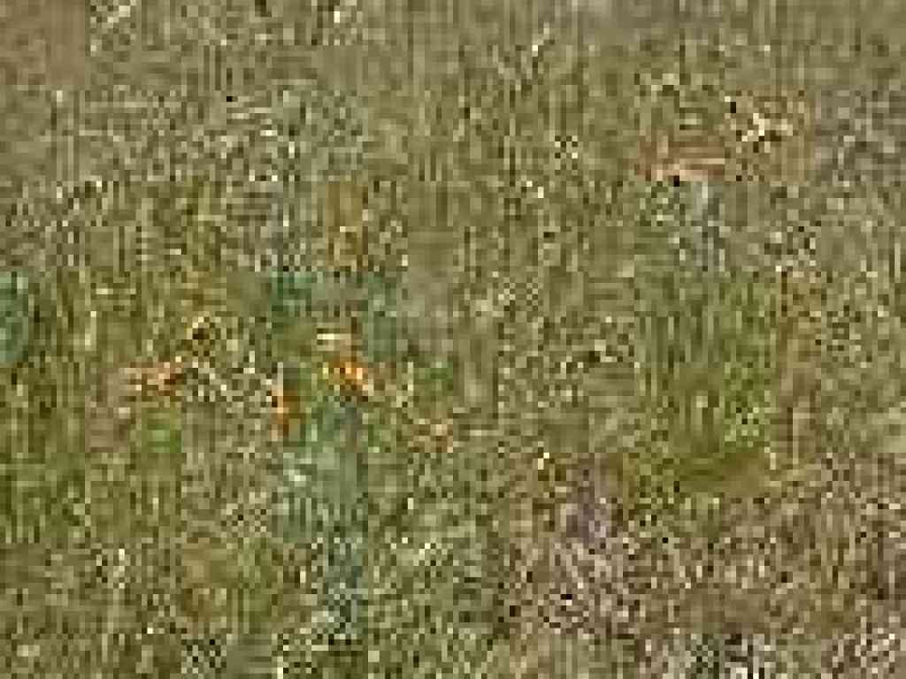 Fiddleneck