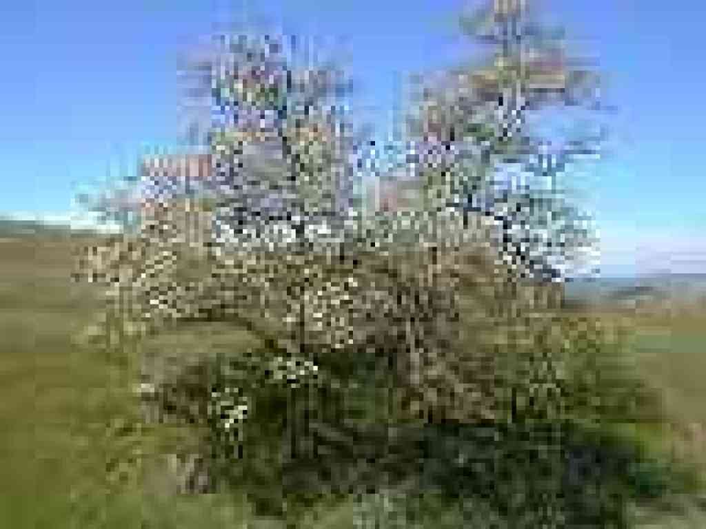 Flowering tree