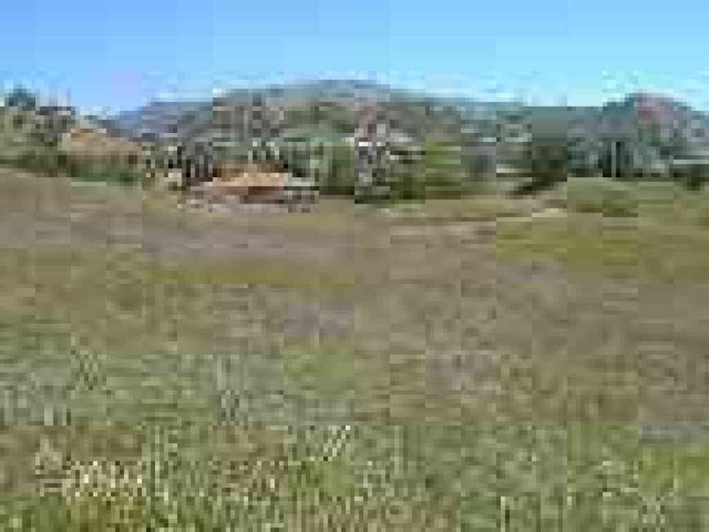 Clover in the grass