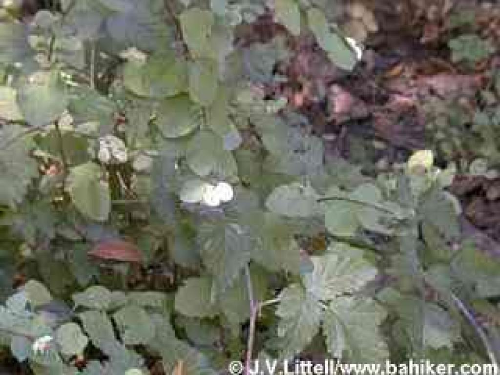 Snowberries in autumn