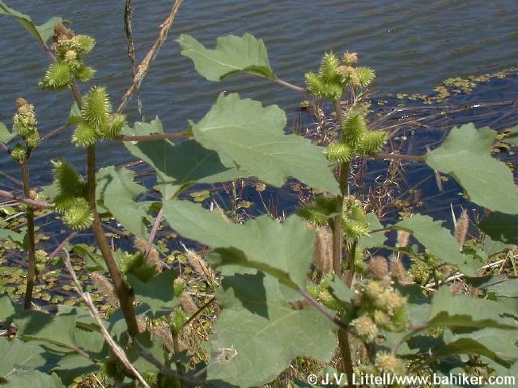 Xanthium Strumarium