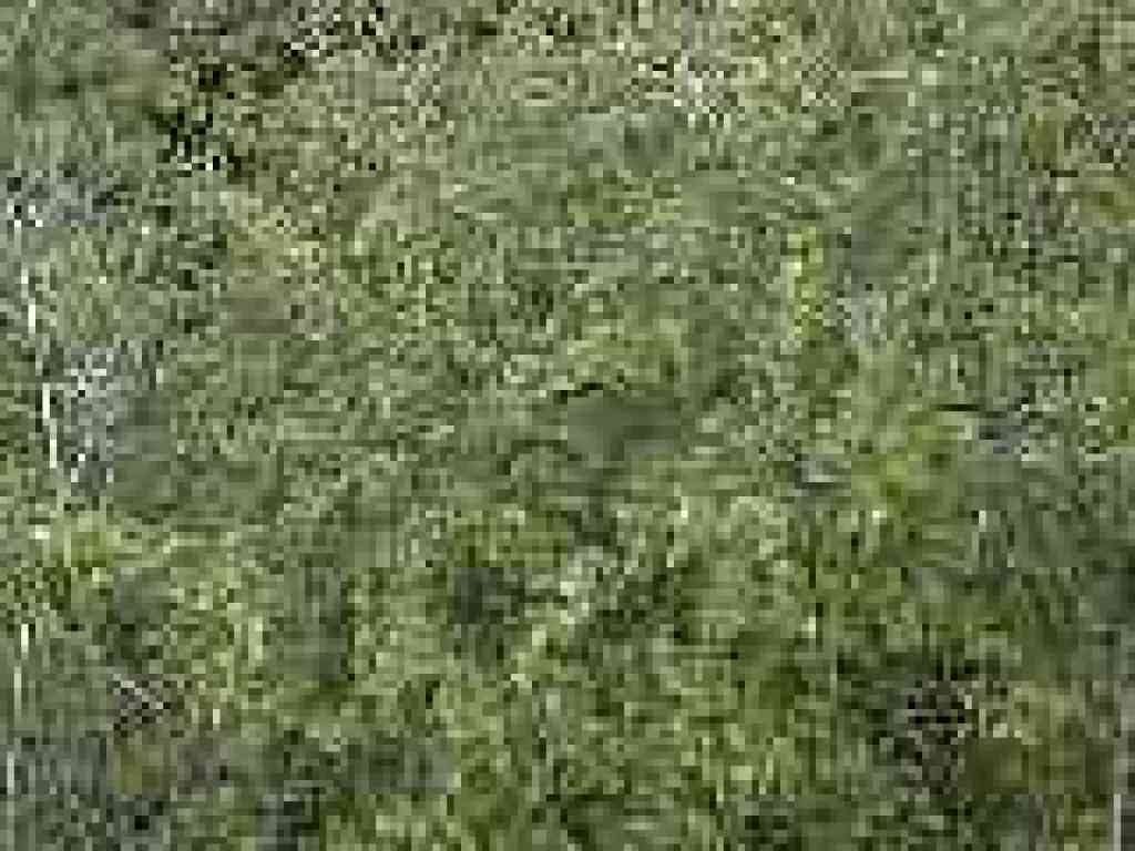 Gooseberry