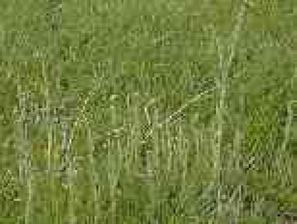 Fiddlenecks