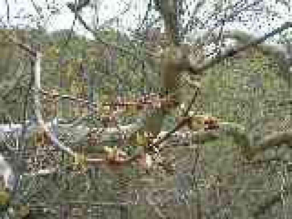 Sycamore