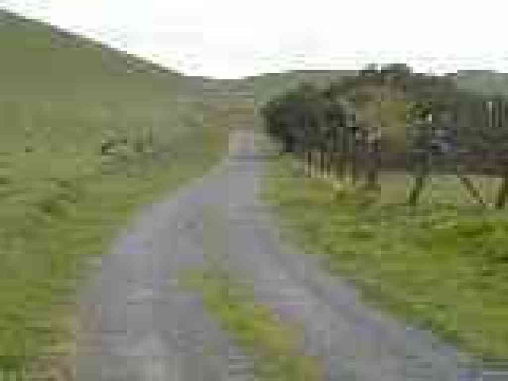 Trail passes an old orchard