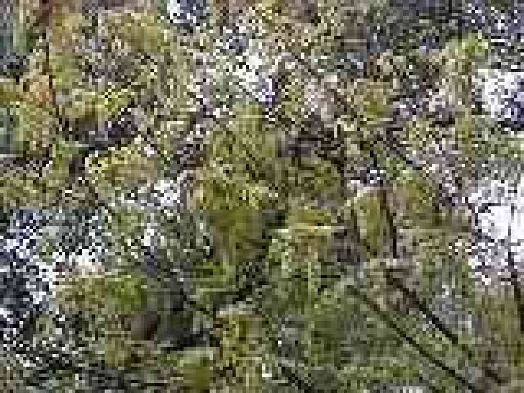Fresh maple leaves