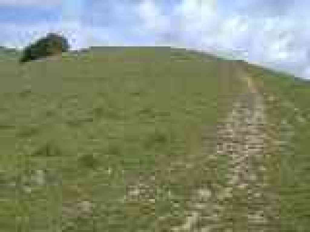 Back in grassland
