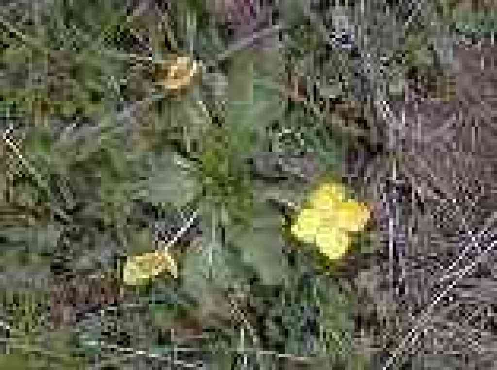 Suncups