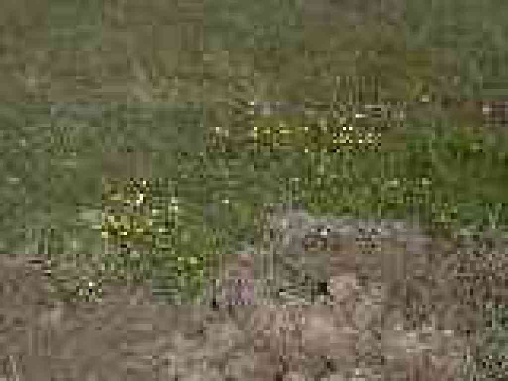 Buttercups