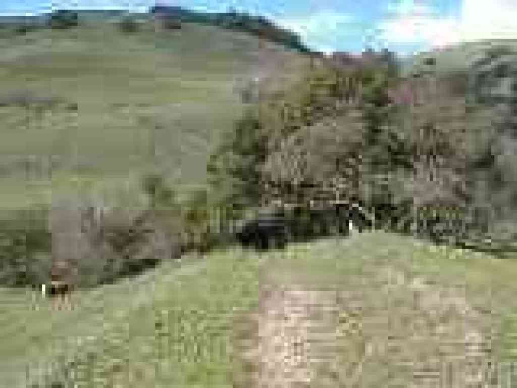 Cow paths make the trail hard to follow