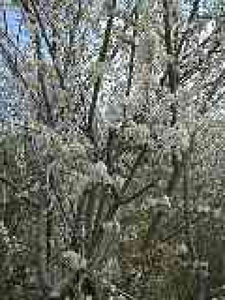 Flowering fruit tree