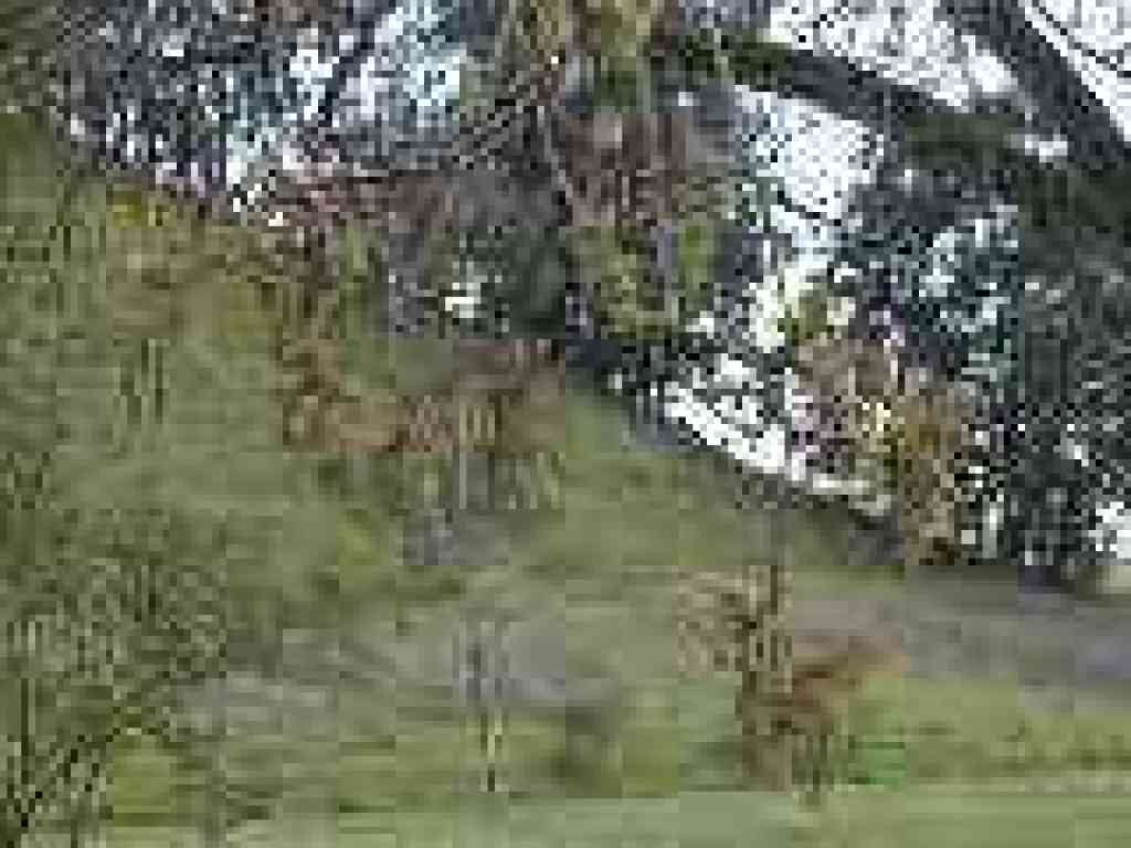 Maple