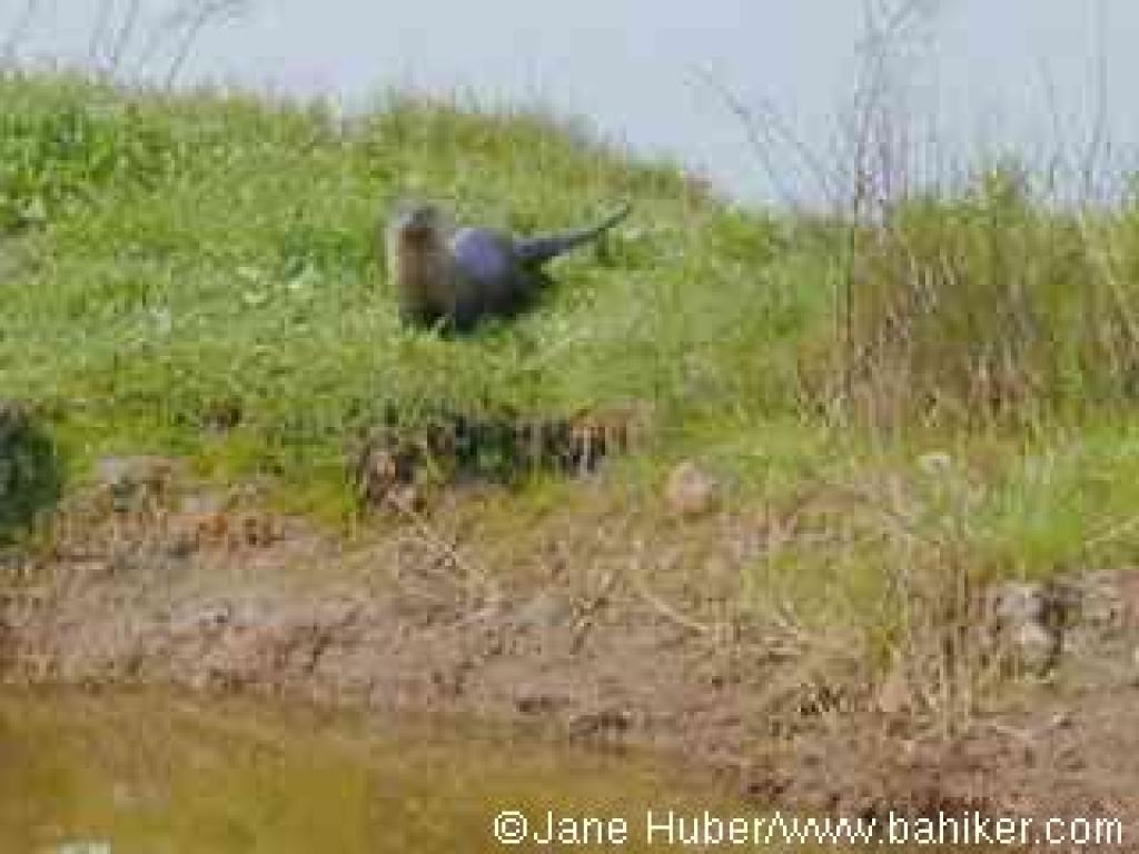 River otter