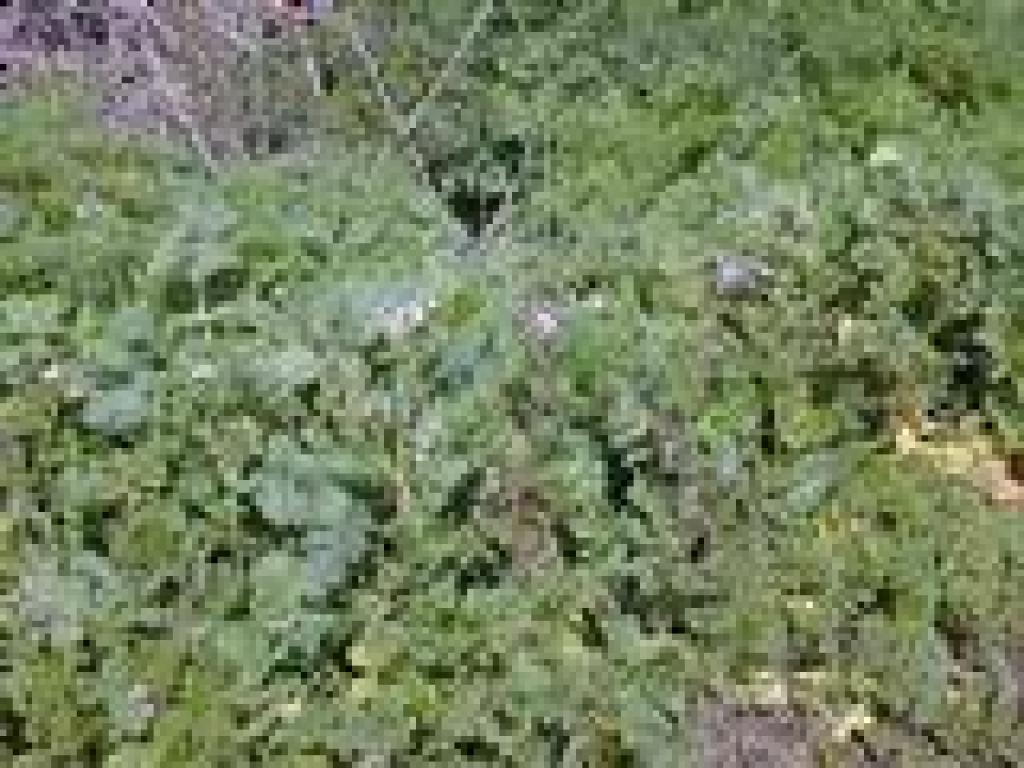Common plants