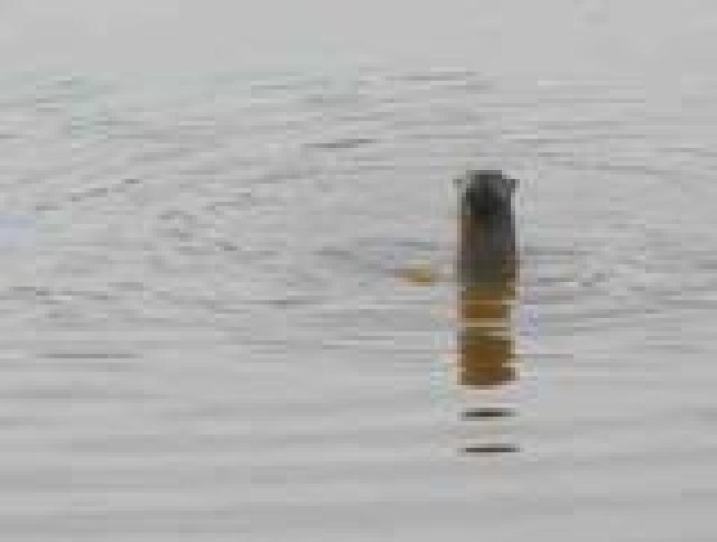 Another one in the water