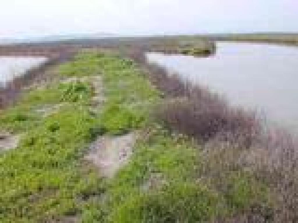 Trail
